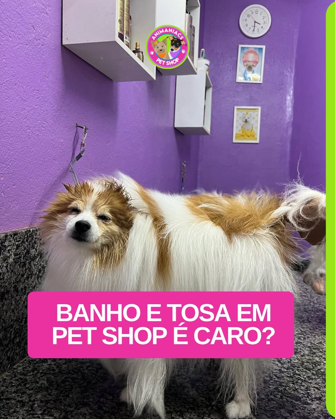 Banho e tosa na Animaniacs PetShop